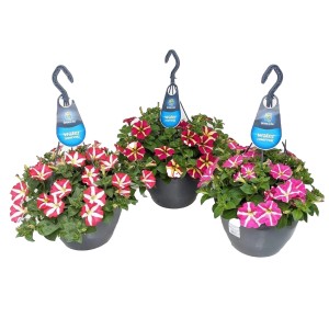 Drei Ampel Petunien Petunia hyb. Amore im Topf mit roten, pinken und rot-gelben Blüten.