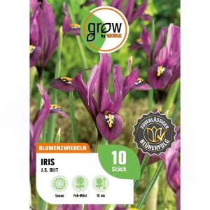 GROW by OBI Schwertlilie J.S. Dijt Purple 10 Stück Iris reticulata Purple Hill