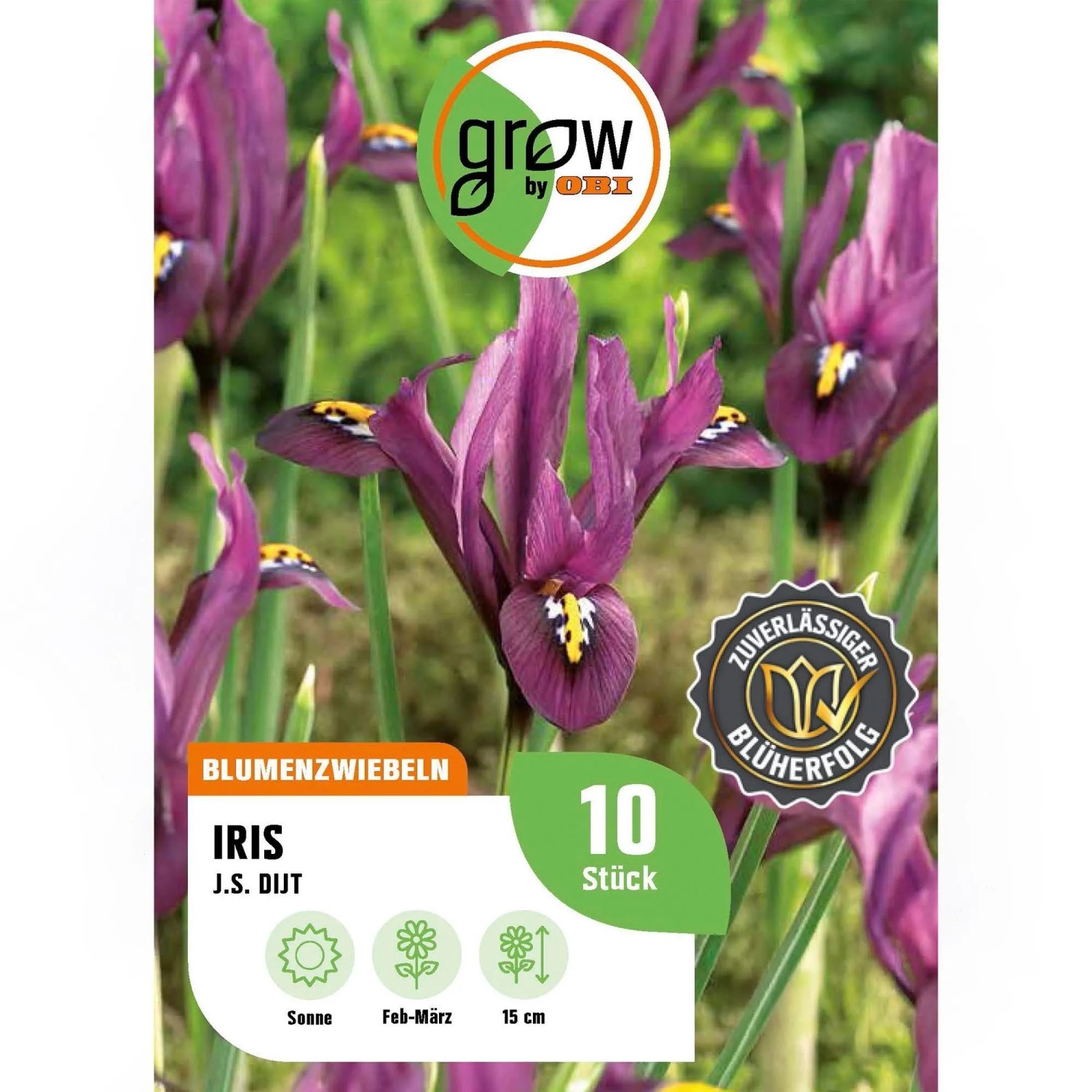 GROW by OBI Schwertlilie J.S. Dijt Purple 10 Stück Iris reticulata Purple Hill