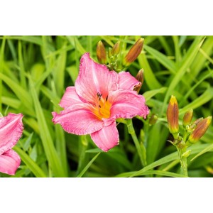 Nahaufnahme einer rosa Taglilie (Hemerocallis Summer Wine) im Topf, umgeben von grünen Blättern.