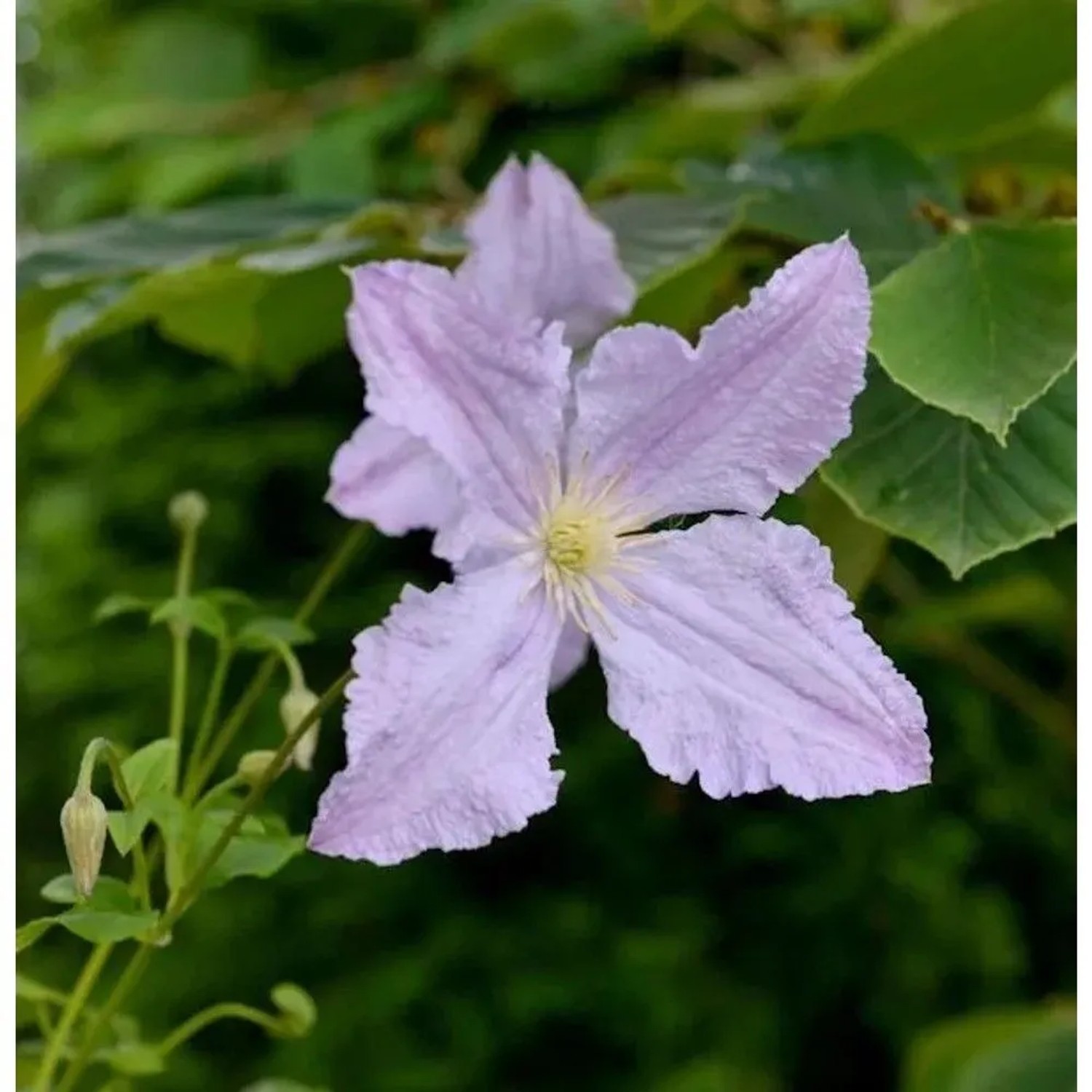 Robuste Waldrebe Blekitny Aniol - Blue Angel 125-150cm - Clematis