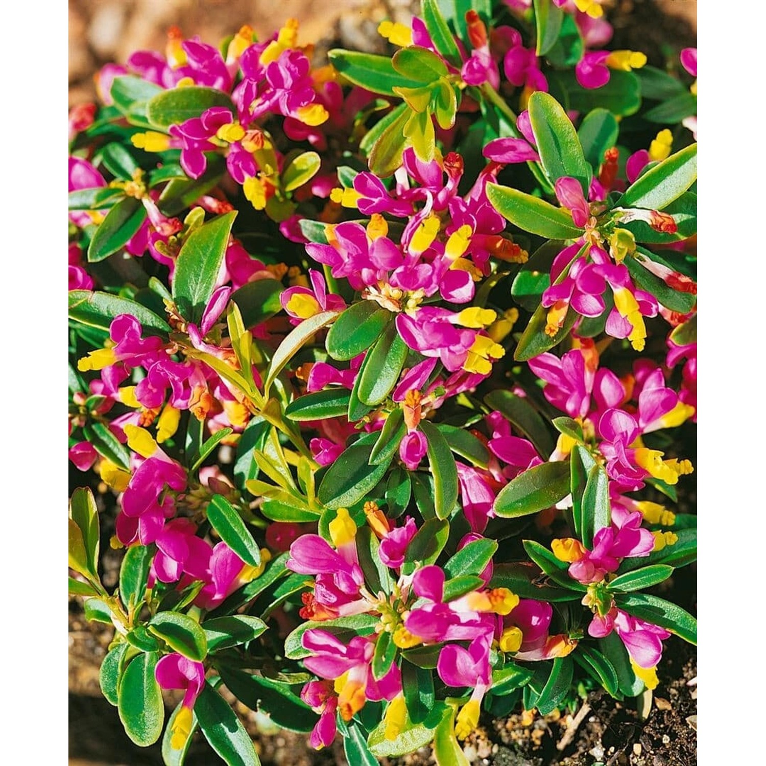 Polygala Chamaebuxus Buchsblättrige Kreuzblume Ca. 9x9 cm Topf günstig online kaufen