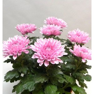 Winteraster Nebelrose (Chrysanthemum Indicum) mit rosa Blüten und grünen Blättern.