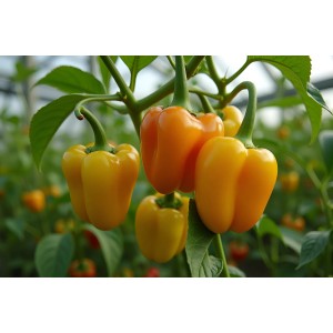 Kiepenkerl Paprika Benita yellow im Topf, leuchtend gelbe, knackige Spitzpaprika.