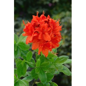 Leuchtend gelber Rhododendron Luteum Fanal (40–50 cm) mit grünen Blättern.