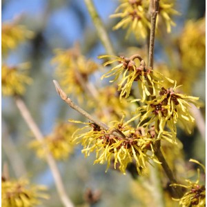 Nahaufnahme der gelben Blüten der Zaubernuss Westerstede (Hamamelis intermedia).