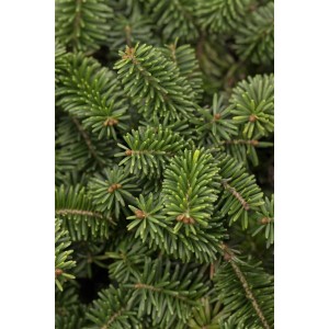 Nahaufnahme der dichten, grünen Nadeln einer Abies Balsamea Nana Balsam-Tanne Kompakt.