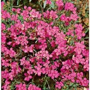 Nahaufnahme der leuchtend roten Blüten der Dianthus Deltoides 'Leuchtfunk' Heide-Nelke.