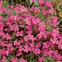 Nahaufnahme der leuchtend roten Blüten der Dianthus Deltoides 'Leuchtfunk' Heide-Nelke.