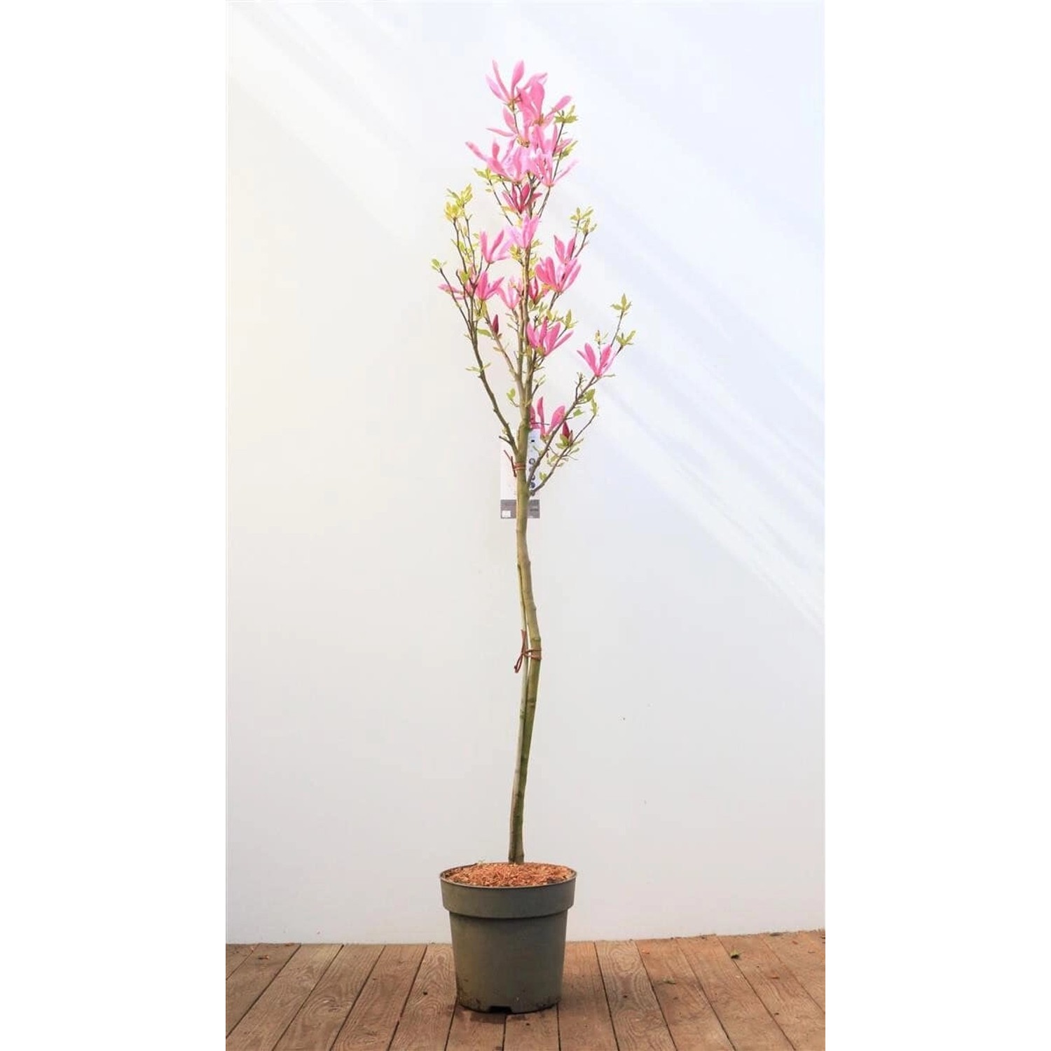 Magnolia Liliiflora Tulpenmagnolie 100 cm Stammhöhe günstig online kaufen