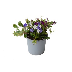 Immergrün Vinca Minor Tricolor im Topf mit blau-weiß-violetten Blüten.
