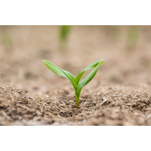 Junges Vielblütiges Salomonssiegel im 9x9 cm Topf, grüne Blätter. Stauden-Anfang.