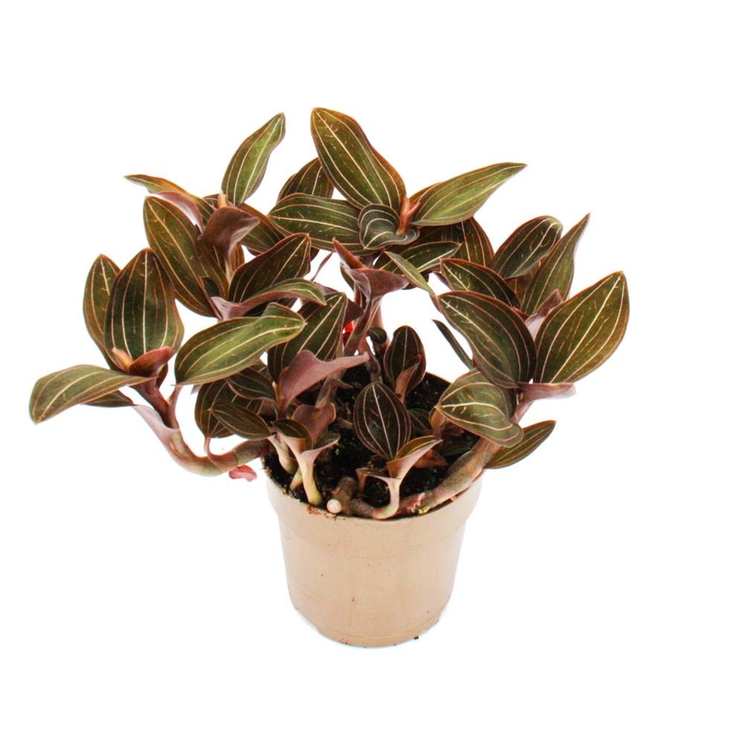 Exotenherz Juwelorchidee Erdorchidee Ludisia Discolor 12cm Topf günstig online kaufen