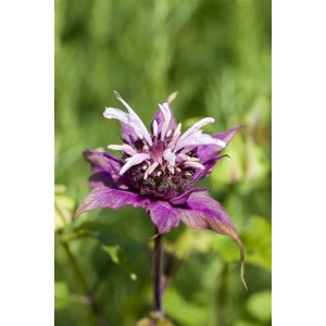 Nahaufnahme der purpurroten Blüte einer Indianernessel (Monarda Didyma) im 9x9 cm Topf.