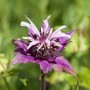 Nahaufnahme der purpurroten Blüte einer Indianernessel (Monarda Didyma) im 9x9 cm Topf.