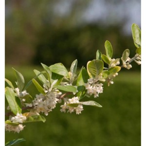 Honigbeere MyBerry Sweet Strauch, Lonicera kamtschatica, mit grünen Blättern und weißen Blüten. Gartenpflanze.
