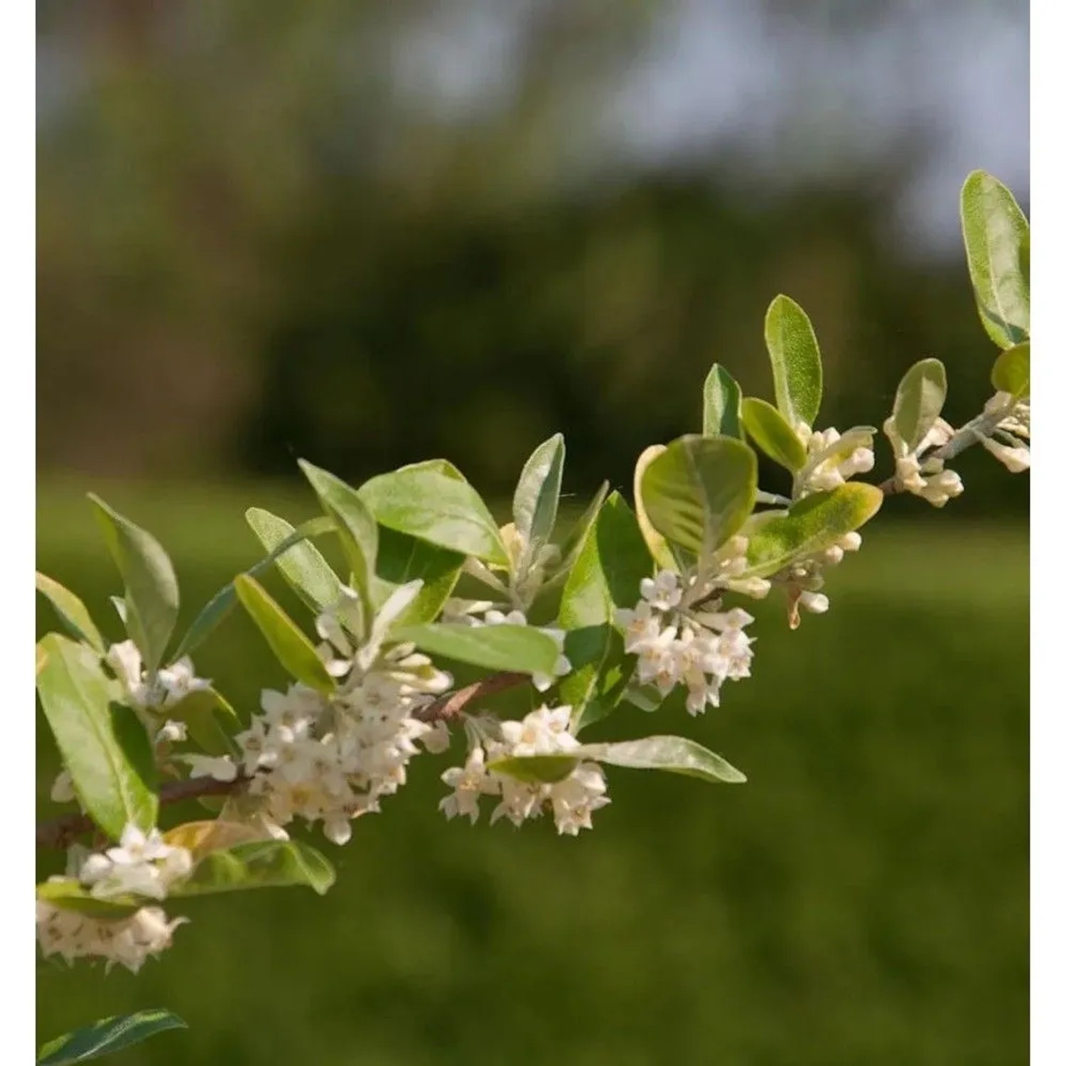 Honigbeere MyBerry Sweet 30-40cm - Lonicera kamtschatica