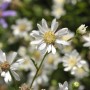 Nahaufnahme einer weißen Hochland Aster Goldrute mit gelber Mitte. Blühende Solidago ptarmicoides Staude für den Garten.
