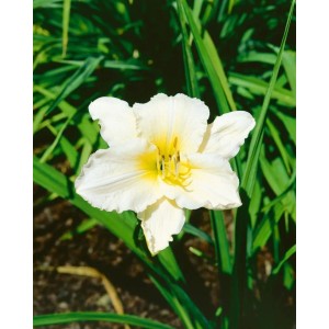 Nahaufnahme einer weißen Taglilie (Hemerocallis Joan Senior) im Garten. Blühende Staude mit grünen Blättern.