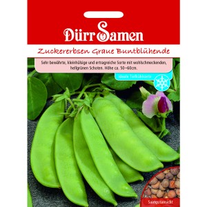 Dürr Samen Zuckererbsen Graue Buntblühende: Saatgut mit hellgrünen Schoten und lila Blüte.