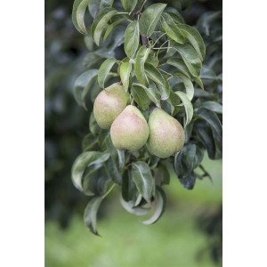 Nahaufnahme von drei Birnen am Birnbaum (Pyrus Communis), gesund und ertragreich.