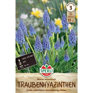Sperli Traubenhyazinthe: Blumenzwiebeln mit violettblauen Blüten.