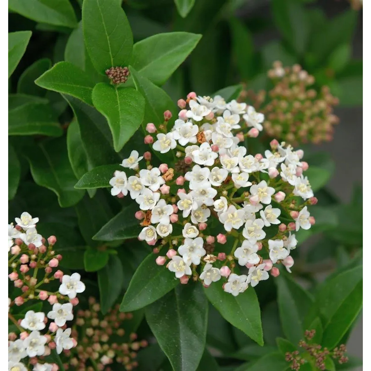 Hochstamm Mittelmeer Schneeball Eve Price 80-100cm - Viburnum tinus
