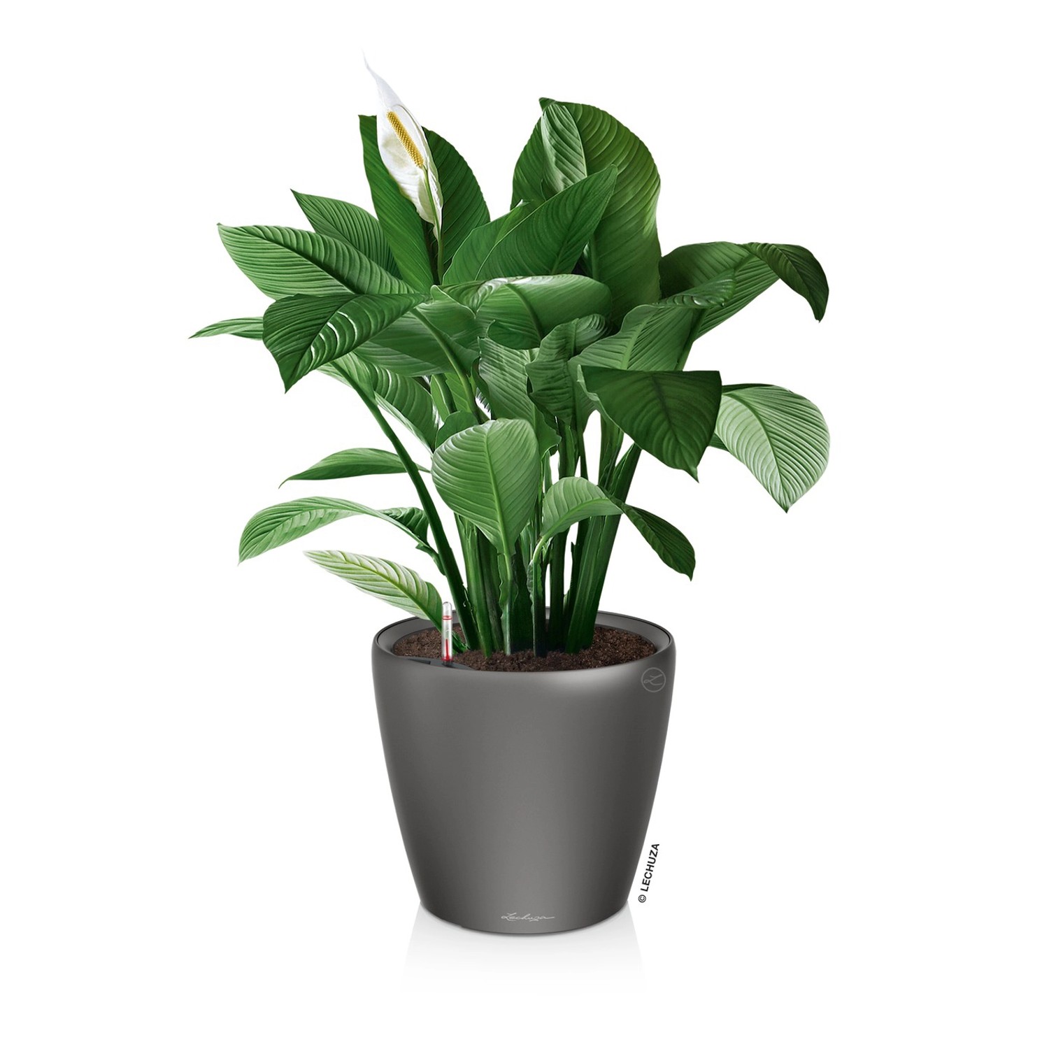 Lechuza Classico LS 21, anthrazit metallic, mit Pflanze. Eleganter Übertopf für Innen.