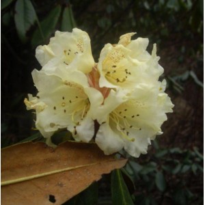 Blassgelbe Alpenrose Rhododendron lepidostylum mit dunklen Sprenkeln in Nahaufnahme.