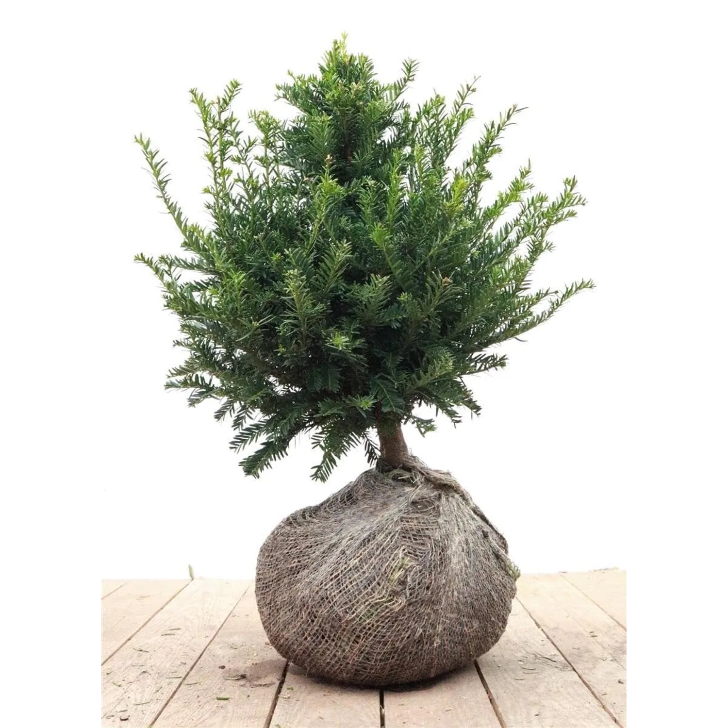 Taxus baccata 30-40 cm