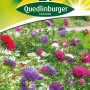 Quedlinburger Schnittastern 'Mischung' Blumensamen mit bunten Blüten im Gartenbeet.