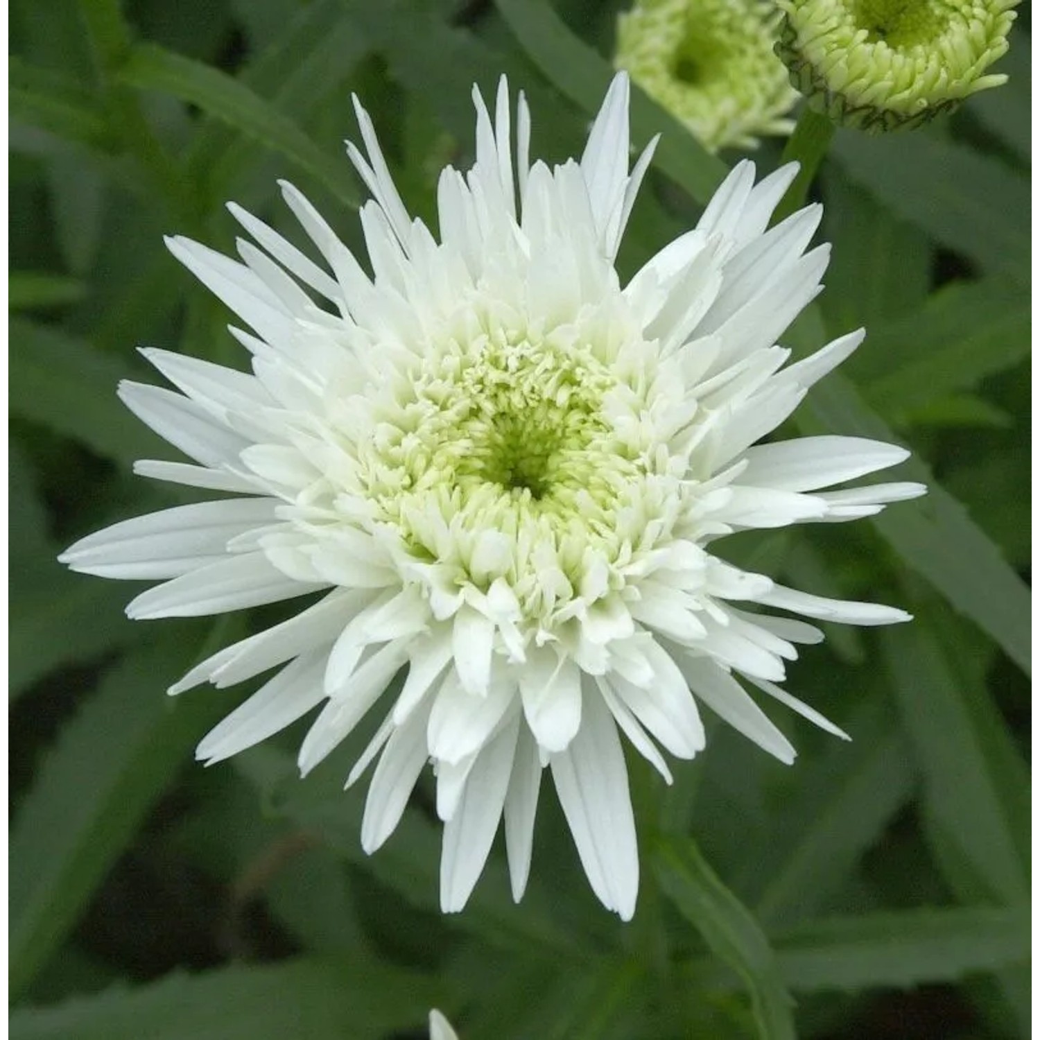 Gartenmargerite Eisstern - Leucanthemum superbum
