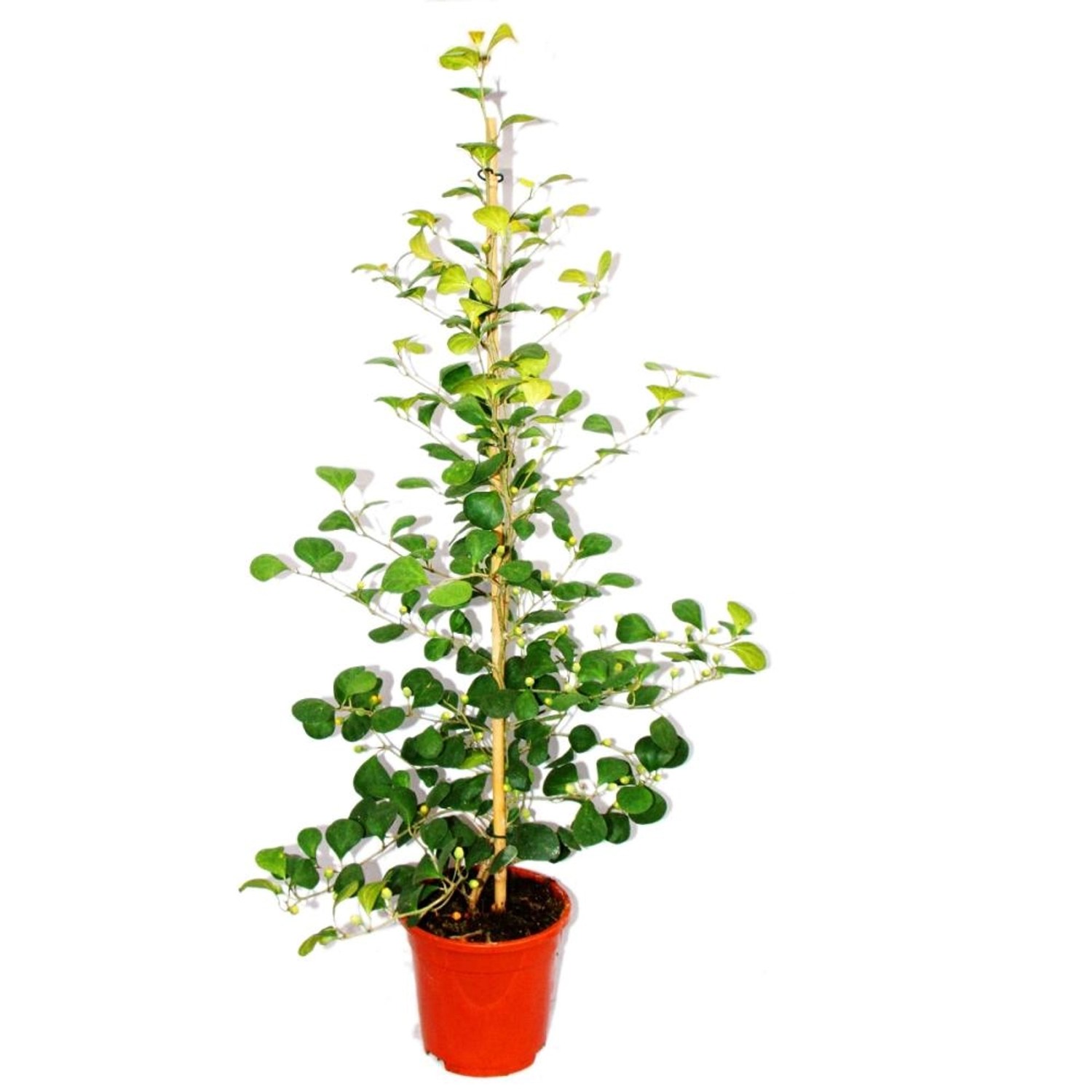 Exotenherz Mispelfeige Ficus Deltoidea 17cm Topf ca. 80cm Hoch