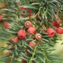 Heimische Eibe Gewöhnliche Eibe 125-150cm - Taxus baccata_2