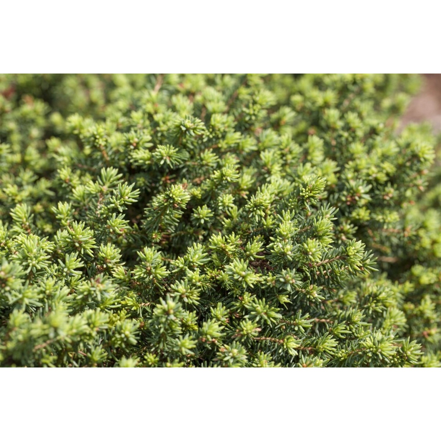 Picea Abies Little Gem Zwergfichte Kompakt 20–25 cm günstig online kaufen
