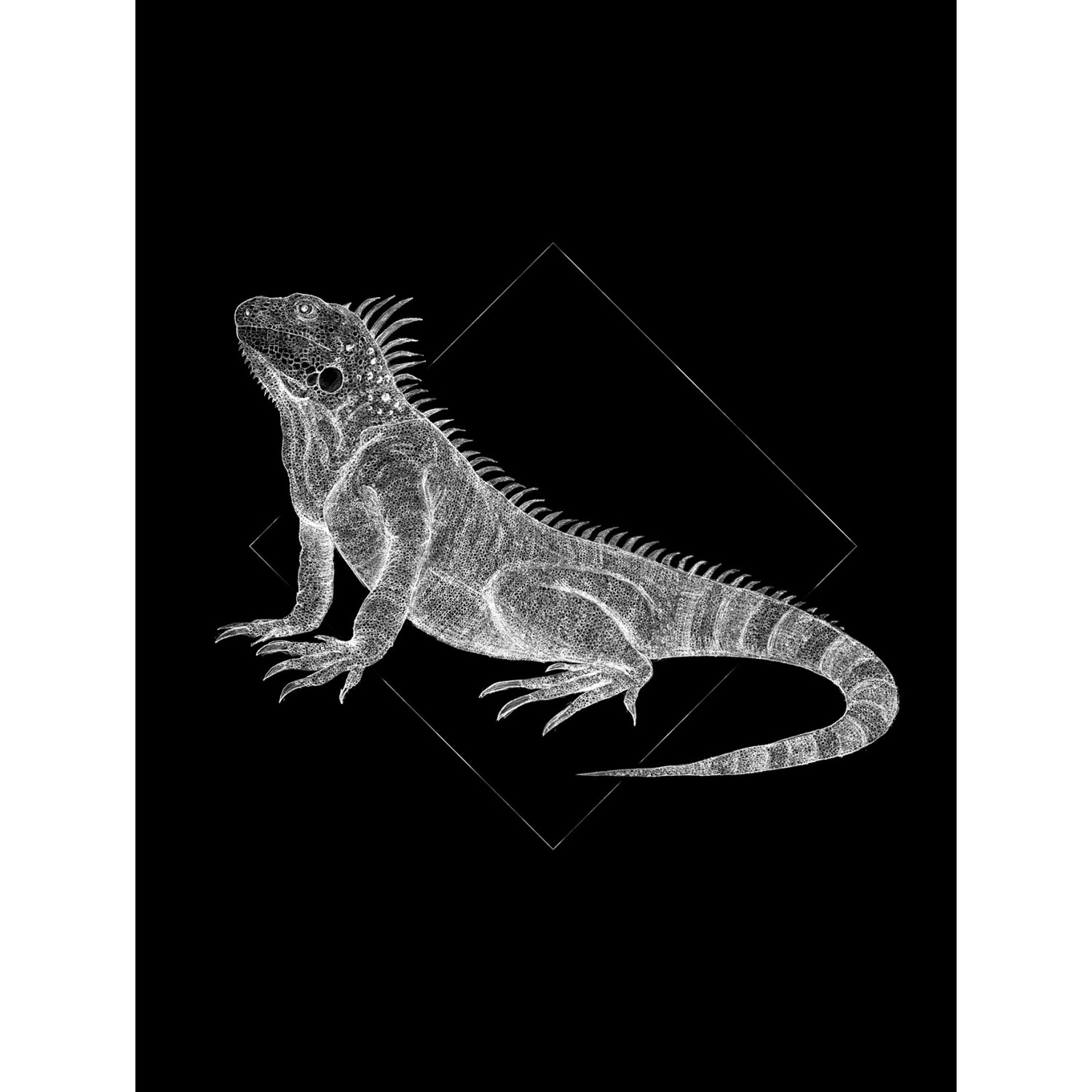 Komar Wandbild Iguana Black 30 x 40 cm günstig online kaufen