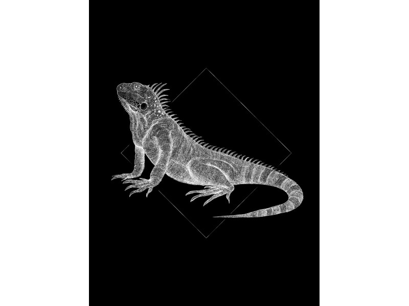 Komar Wandbild Iguana Black 30 x 40 cm kaufen bei OBI