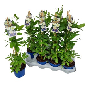 Glockenrebe im Topf, ca. 30-40 cm hoch, grüne Blätter, Kletterpflanze.