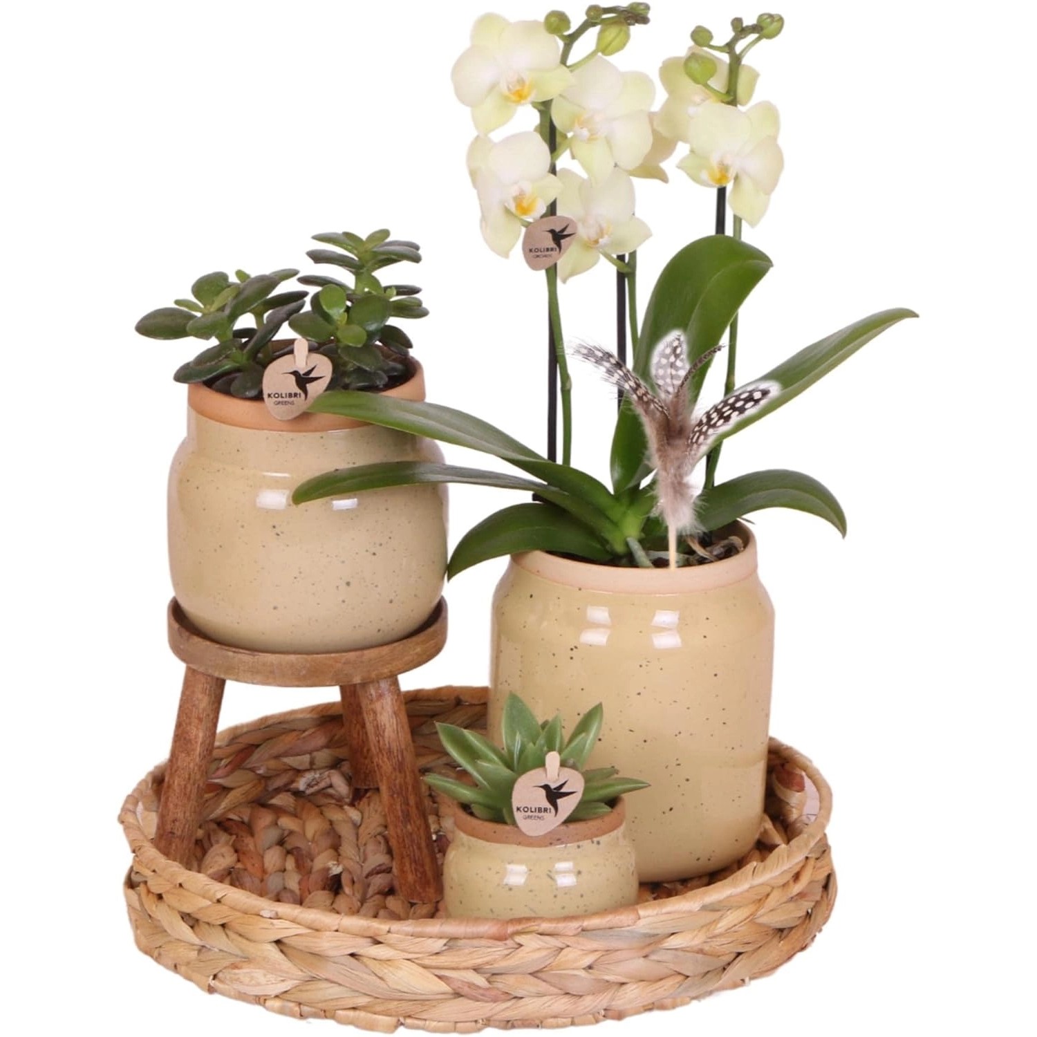 Kolibri Orchideen Grünpflanzenset mit gelber Phalaenopsis Orchidee in Vintage Ziertöpfen & Hyazinthentablett