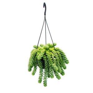 Hängende Exotenherz Sukkulente Sedum Morganianum 'Burrito' im 14cm Ampeltopf.