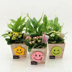 Drei Zimmerpflanzen-Arrangements in Holztopf mit Smiley-Deko. Einblatt & Kalanchoe mit gelben, rosa, weißen Blüten.