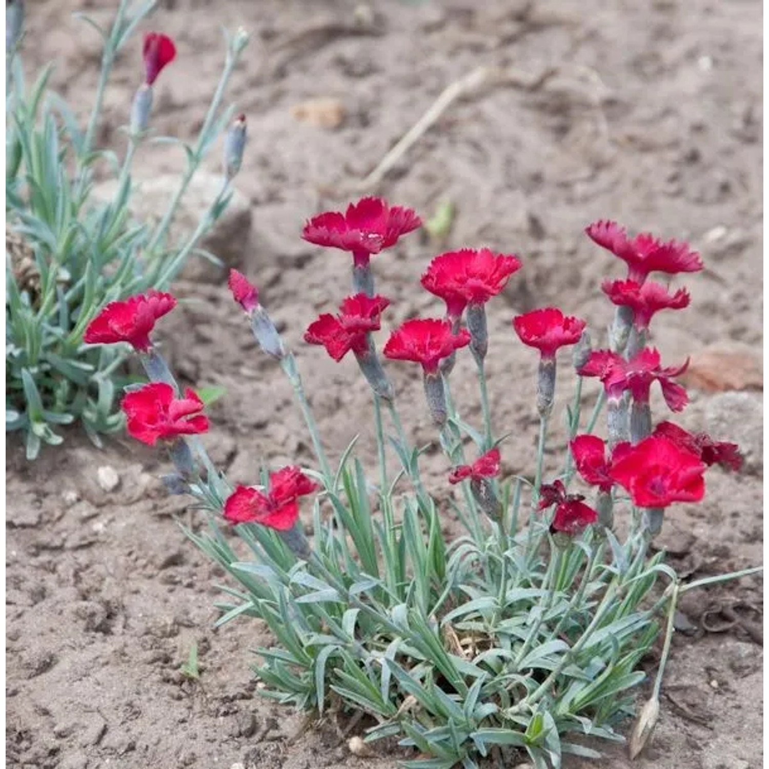 Pfingstnelke Rubin - Dianthus gratianopolitanus
