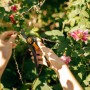 Hände schneiden Rosen mit der Fiskars Bypass-Gartenschere Plus SmartFit P541.