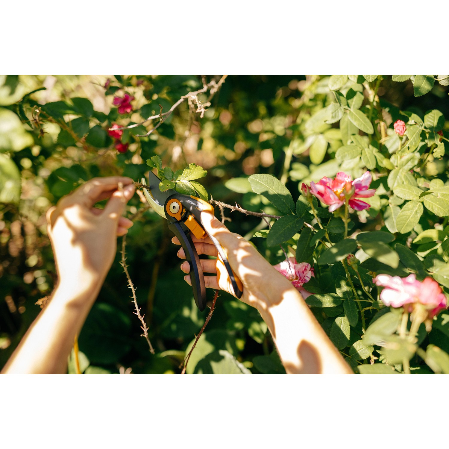 Hände schneiden Rosen mit der Fiskars Bypass-Gartenschere Plus SmartFit P541.