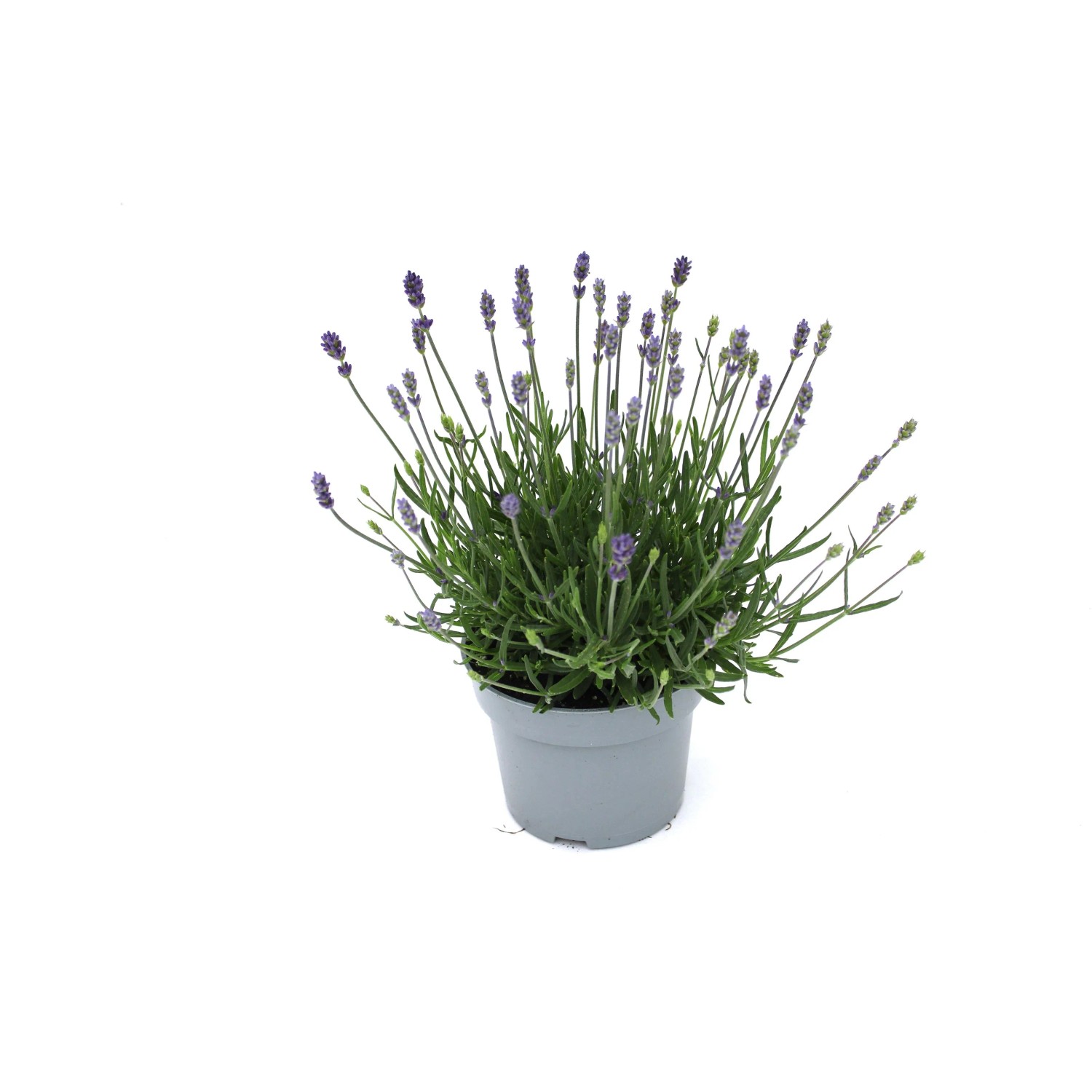 GROW BY OBI Lavendel Lavandula ang. Blau