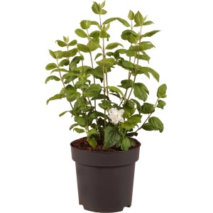 Gartenjasmin 'Minnesota Snowflake' im Topf, ca. 40 cm hoch, mit weißen Blüten.