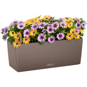 Lechuza Balconera Color 50 Muskat Blumenkasten (50 cm) mit gelben und lila Margeriten.