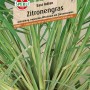 Sperli Zitronengras East Indian: Kräutersamen mit zitronenartigem Aroma für die asiatische Küche.