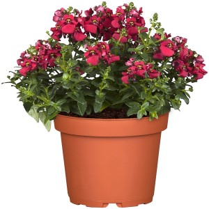 Elfensporn Rosa-Pink im Topf: Sommerblüher mit pinkfarbenen Blüten für Balkon und Garten.