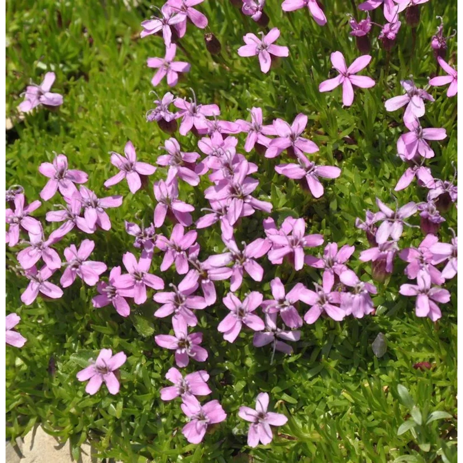 Stengelloses Leimkraut - Silene acaulis